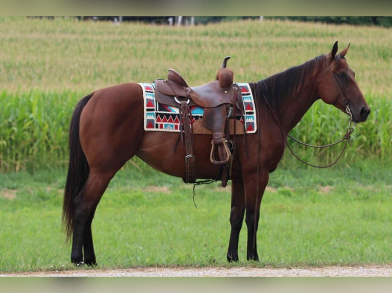 American Quarter Horse Merrie 8 Jaar 152 cm Roodbruin in Henderson KY