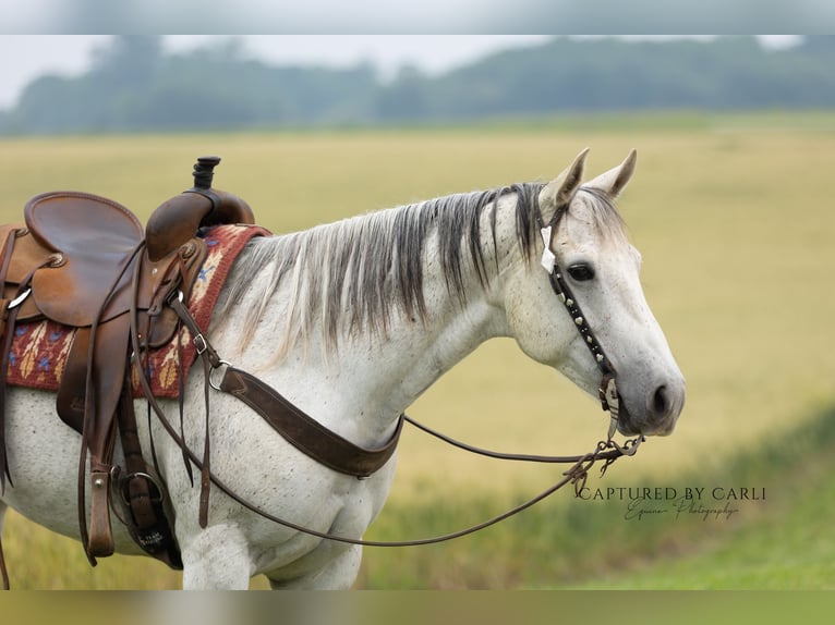 American Quarter Horse Merrie 8 Jaar 152 cm Schimmel in Lewistown