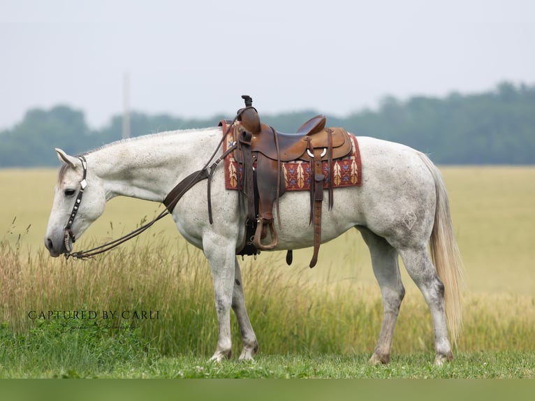 American Quarter Horse Merrie 8 Jaar 152 cm Schimmel in Lewistown