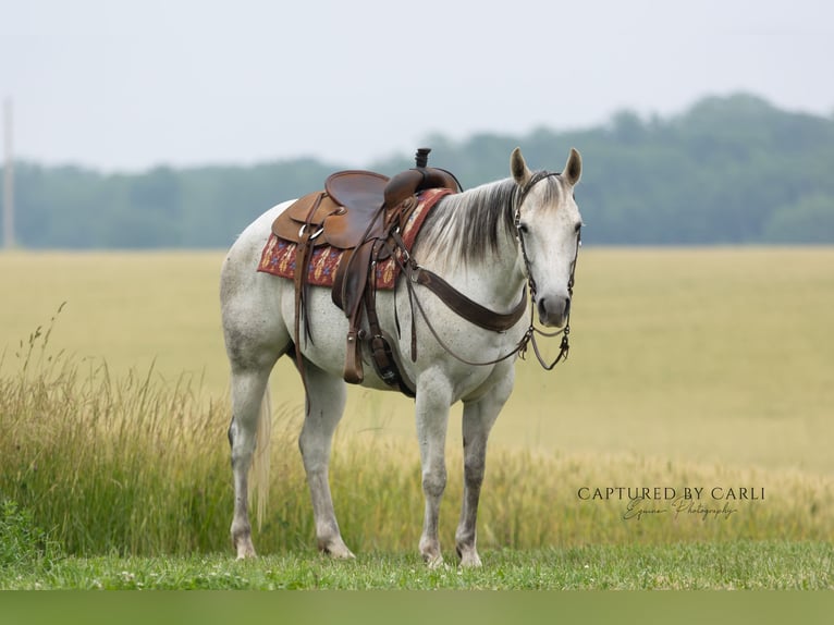 American Quarter Horse Merrie 8 Jaar 152 cm Schimmel in Lewistown