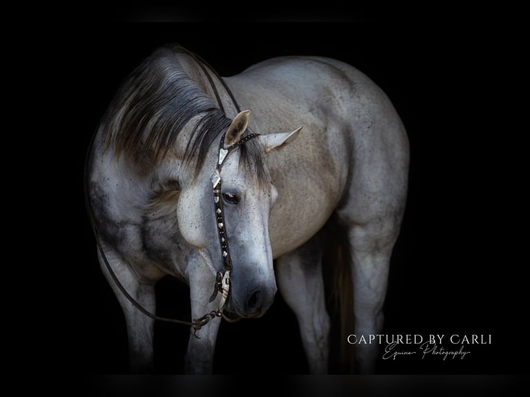 American Quarter Horse Merrie 8 Jaar 152 cm Schimmel in Lewistown