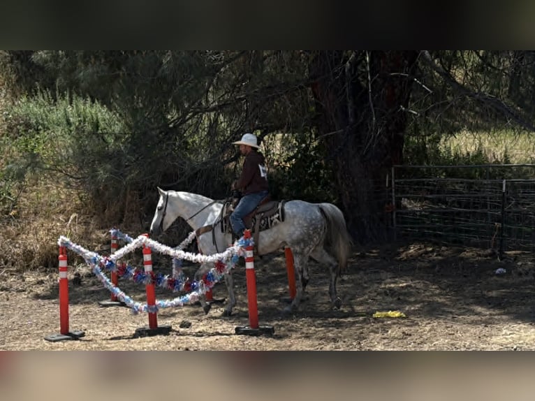 American Quarter Horse Merrie 8 Jaar 152 cm Schimmel in Tres Pinos