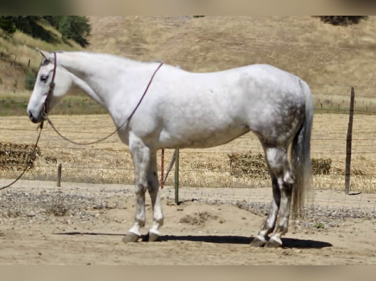 American Quarter Horse Merrie 8 Jaar 152 cm Schimmel in Tres Pinos