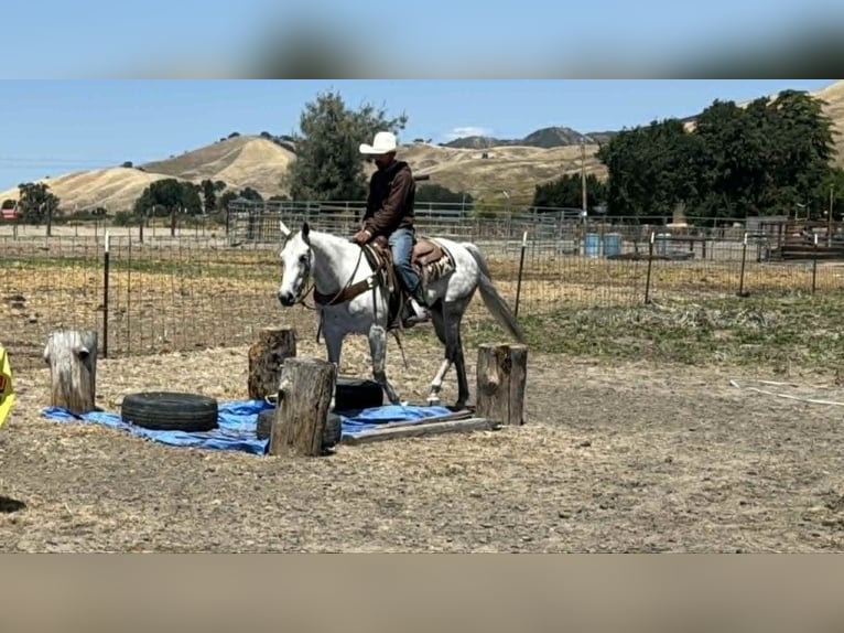 American Quarter Horse Merrie 8 Jaar 152 cm Schimmel in Tres Pinos