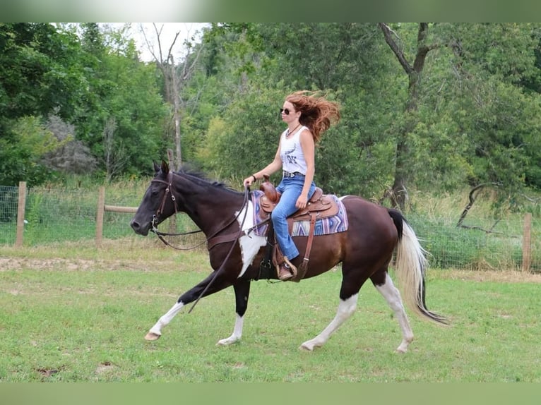 American Quarter Horse Merrie 8 Jaar 152 cm Tobiano-alle-kleuren in Howell MI