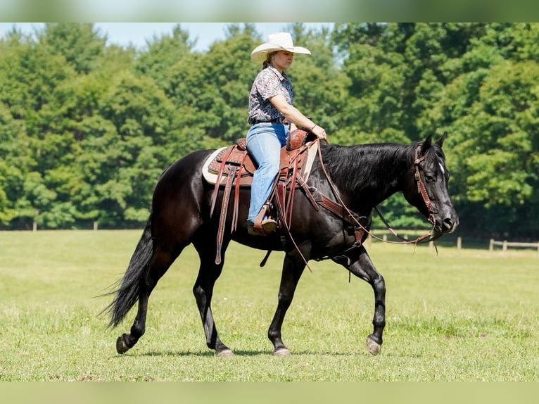 American Quarter Horse Merrie 8 Jaar 152 cm Zwart in Clarion