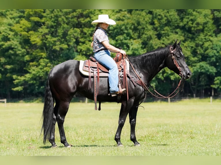 American Quarter Horse Merrie 8 Jaar 152 cm Zwart in Clarion