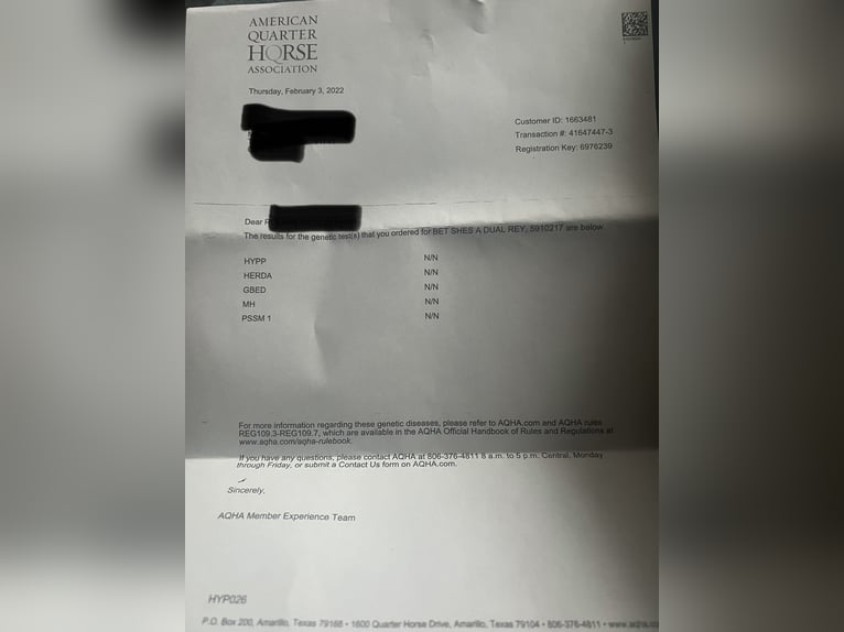 American Quarter Horse Merrie 8 Jaar 154 cm Roan-Red in Buchloe