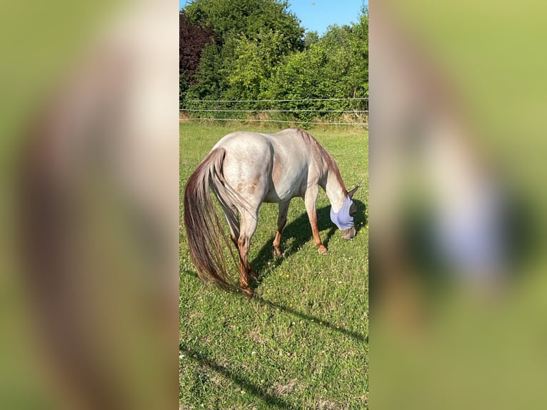 American Quarter Horse Merrie 8 Jaar 154 cm Roan-Red in Buchloe
