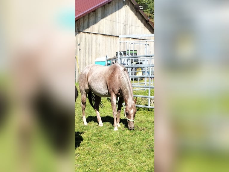American Quarter Horse Merrie 8 Jaar 154 cm Roan-Red in Buchloe