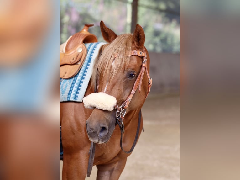 American Quarter Horse Merrie 8 Jaar 154 cm Vos in Bellingen