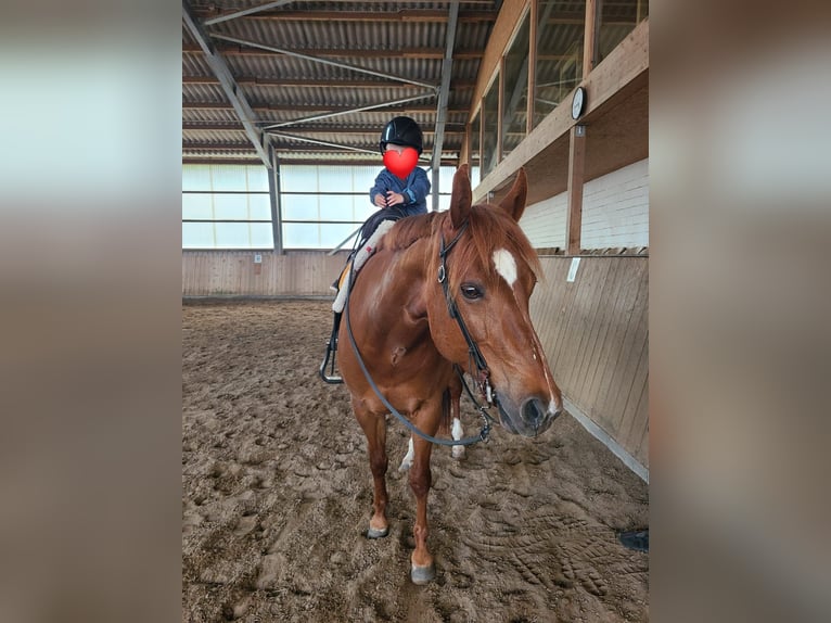 American Quarter Horse Merrie 8 Jaar 155 cm Donkere-vos in Großbeeren