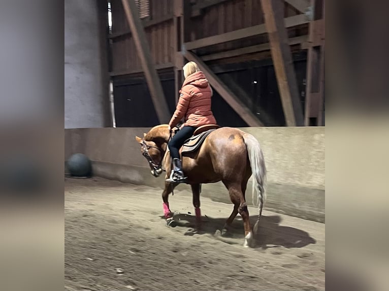 American Quarter Horse Merrie 8 Jaar 155 cm Palomino in Wasserburg am Inn
