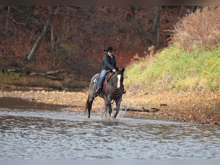 American Quarter Horse Merrie 8 Jaar 155 cm Roan-Blue in Clarion