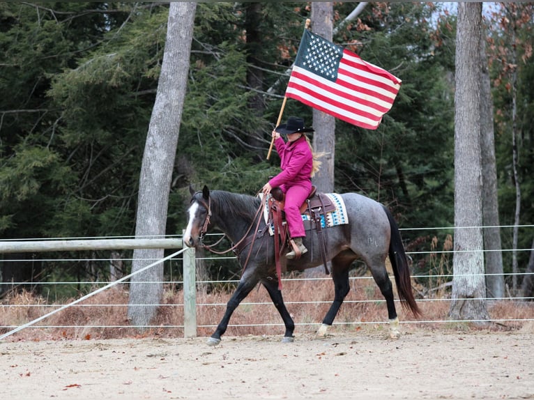 American Quarter Horse Merrie 8 Jaar 155 cm Roan-Blue in Clarion