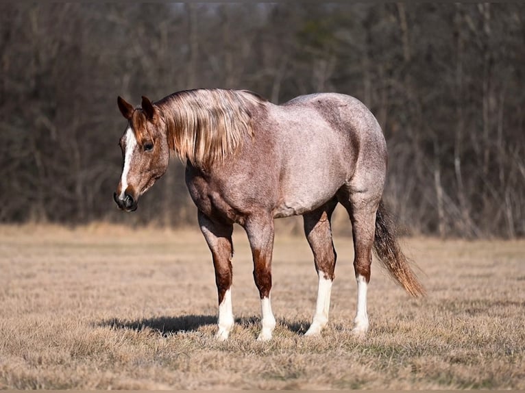 American Quarter Horse Merrie 8 Jaar 155 cm Roan-Red in Waco