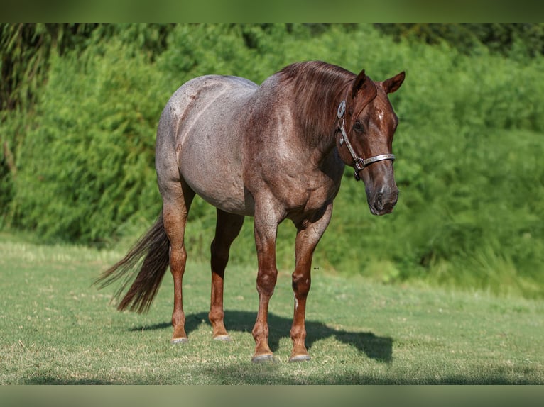 American Quarter Horse Merrie 8 Jaar 155 cm Roan-Red in Fort Worth