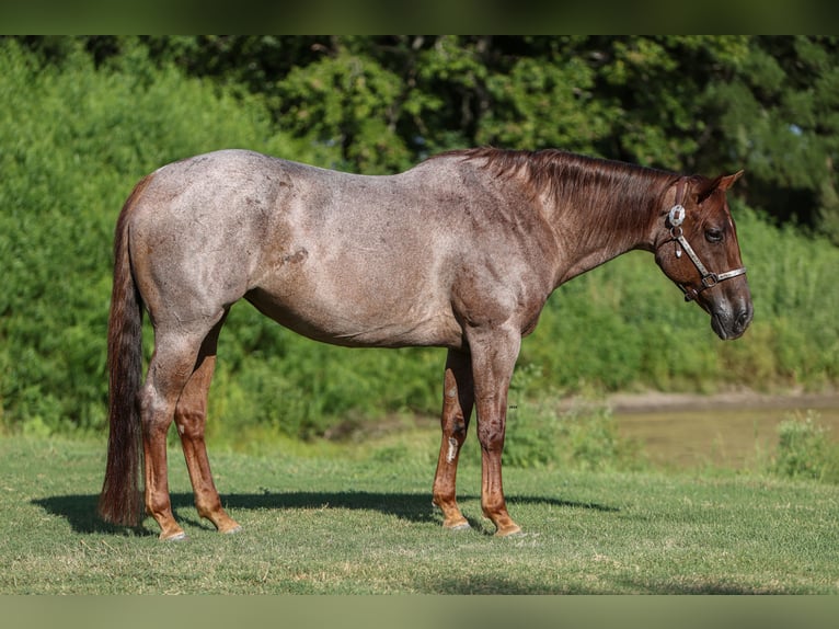 American Quarter Horse Merrie 8 Jaar 155 cm Roan-Red in Fort Worth