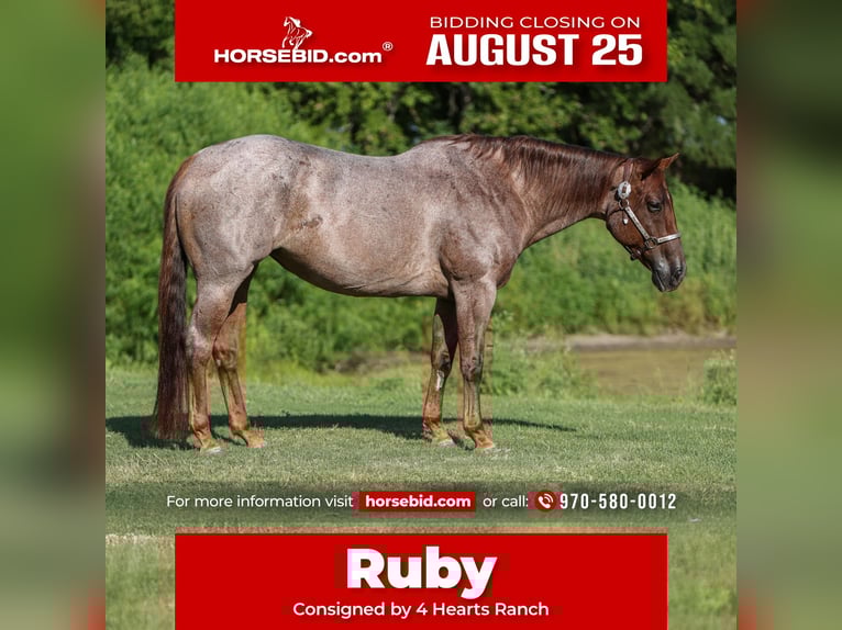 American Quarter Horse Merrie 8 Jaar 155 cm Roan-Red in Fort Worth