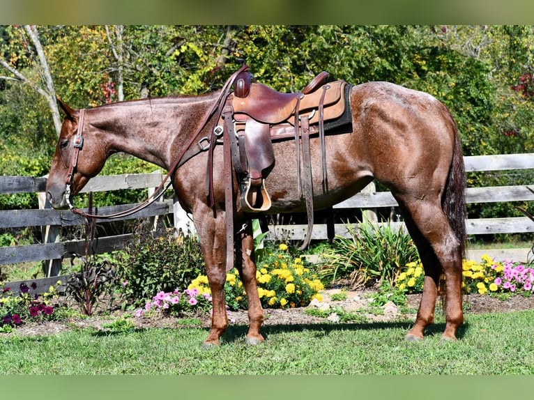 American Quarter Horse Merrie 8 Jaar 155 cm Roan-Red in Rebersburg