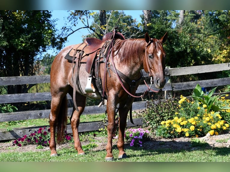 American Quarter Horse Merrie 8 Jaar 155 cm Roan-Red in Rebersburg