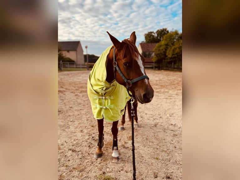 American Quarter Horse Merrie 8 Jaar 156 cm Vos in Königswartha