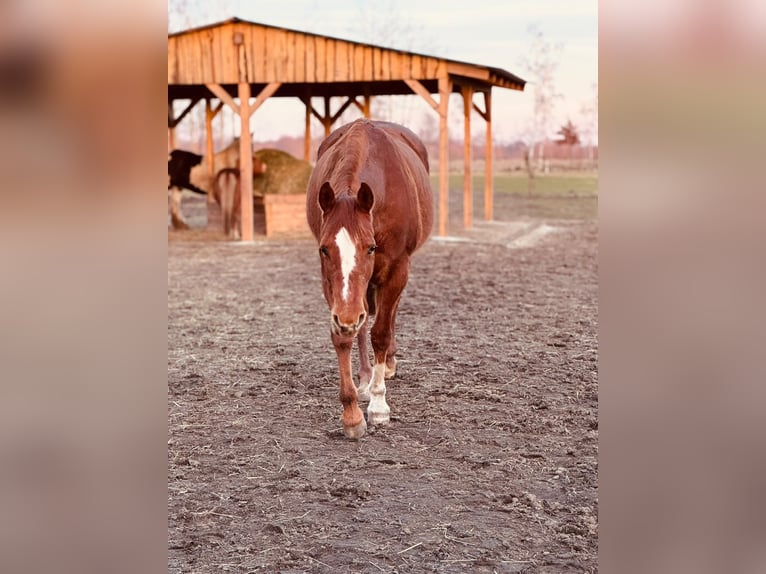 American Quarter Horse Merrie 8 Jaar 156 cm Vos in Königswartha
