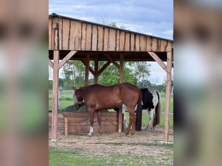 American Quarter Horse Merrie 8 Jaar 156 cm Vos in Königswartha