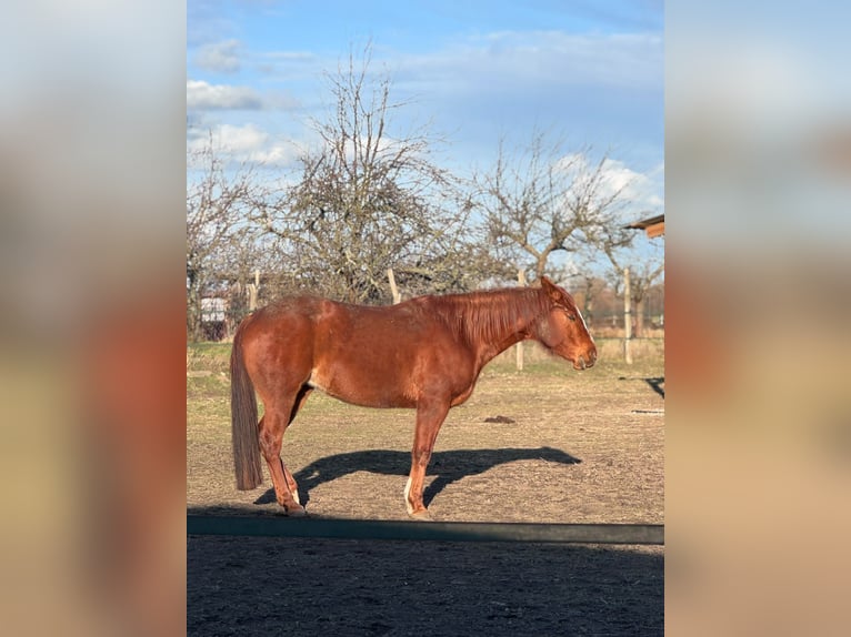 American Quarter Horse Merrie 8 Jaar 156 cm Vos in Königswartha