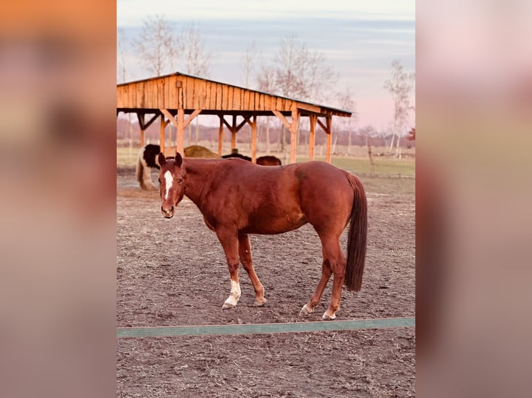 American Quarter Horse Merrie 8 Jaar 156 cm Vos in Königswartha