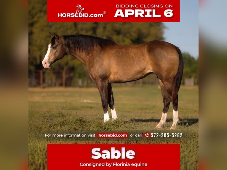 American Quarter Horse Merrie 8 Jaar 157 cm Buckskin in Edmond