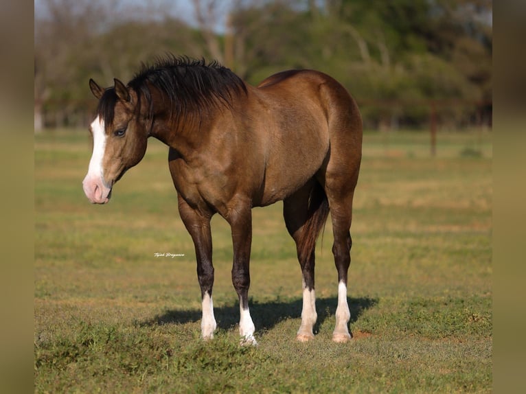 American Quarter Horse Merrie 8 Jaar 157 cm Buckskin in Edmond