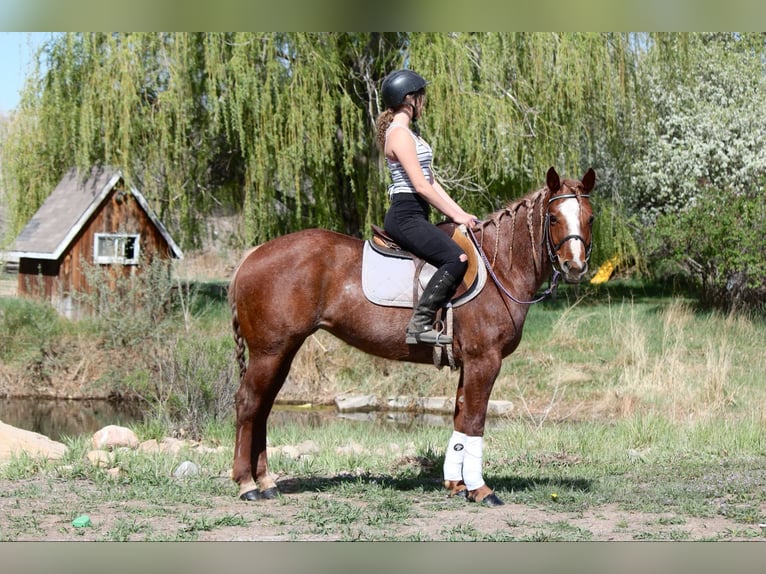 American Quarter Horse Merrie 8 Jaar 157 cm Roan-Red in Fort Collins CO