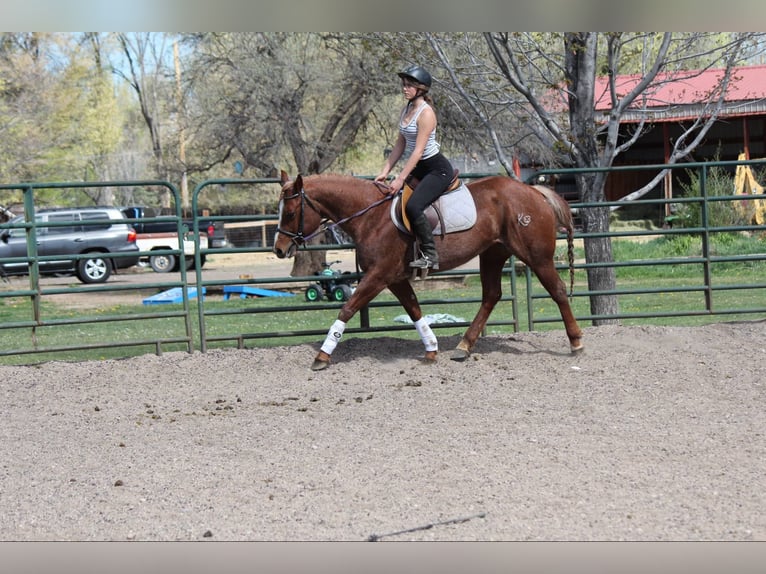 American Quarter Horse Merrie 8 Jaar 157 cm Roan-Red in Fort Collins CO