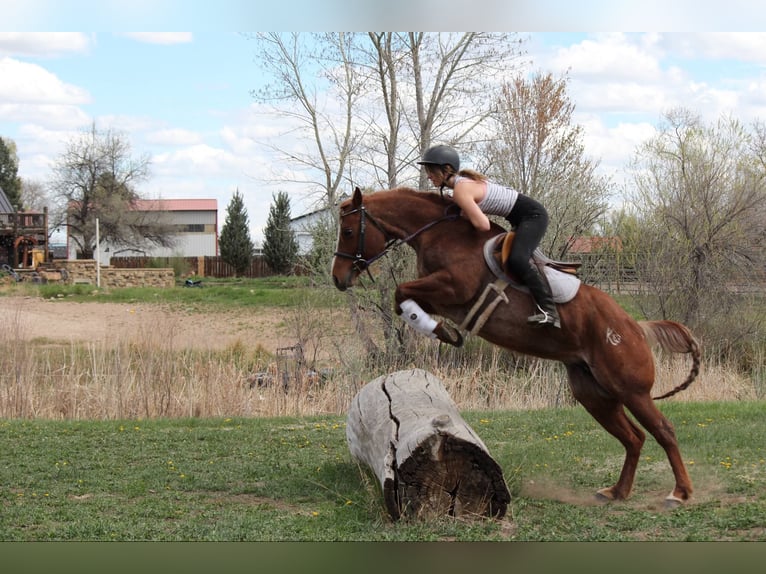 American Quarter Horse Merrie 8 Jaar 157 cm Roan-Red in Fort Collins CO