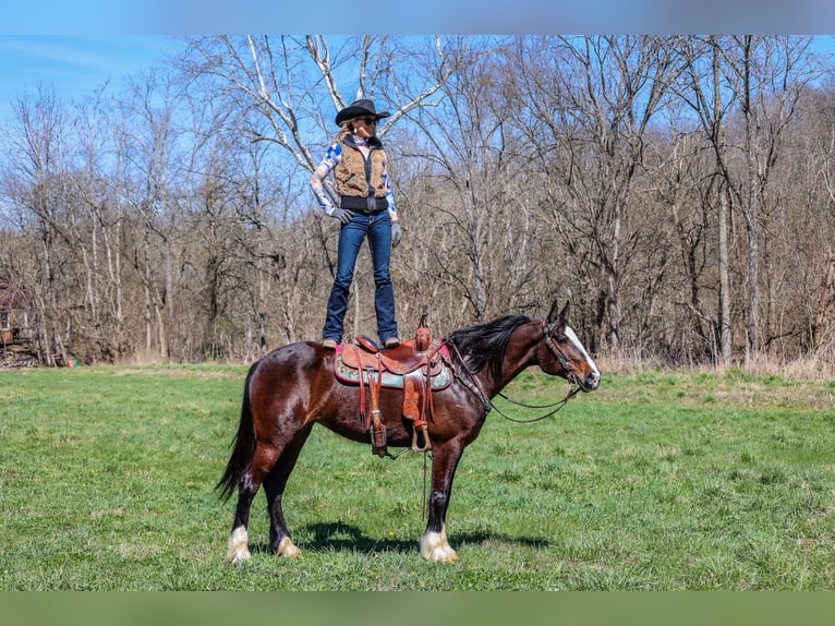 American Quarter Horse Merrie 8 Jaar 157 cm Roodbruin in Flemingsburg KY