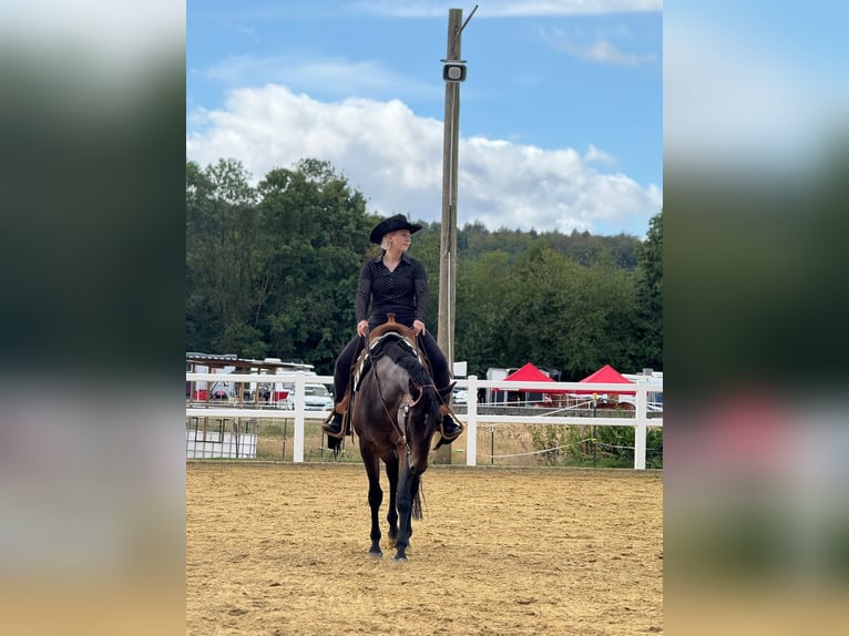 American Quarter Horse Merrie 8 Jaar 159 cm Bruin in Königslutter am Elm