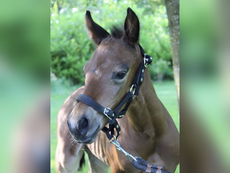 American Quarter Horse Merrie 8 Jaar 160 cm Bruin in Midwolde