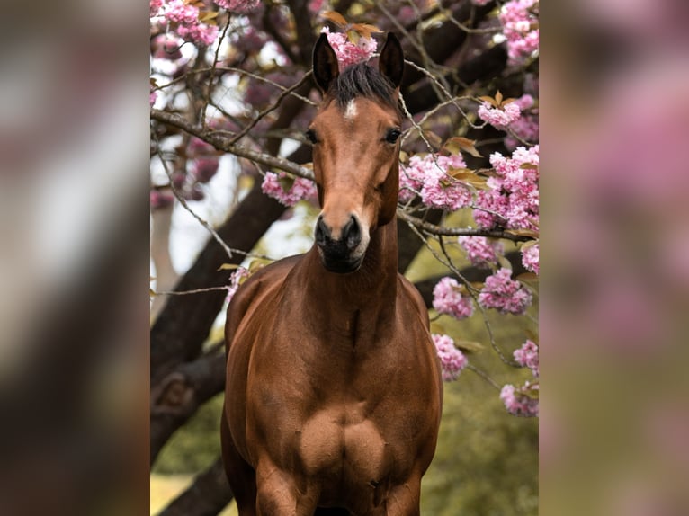 American Quarter Horse Merrie 8 Jaar 160 cm Bruin in Midwolde