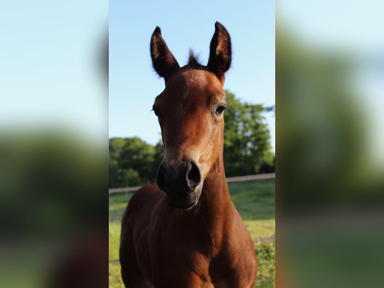 American Quarter Horse Merrie 8 Jaar 160 cm Bruin in Midwolde