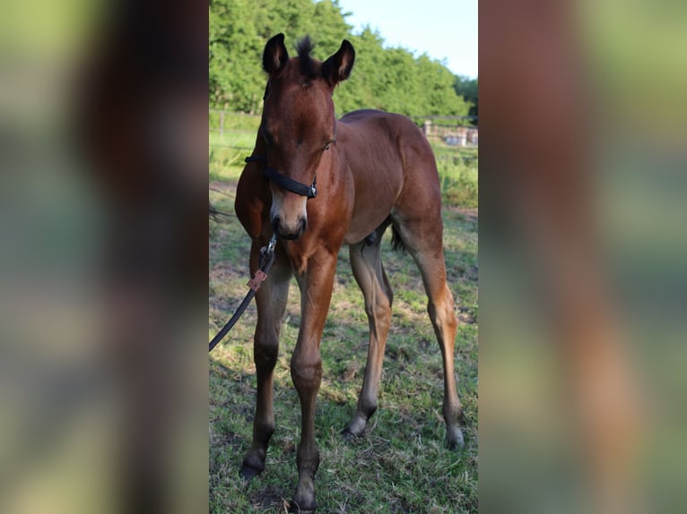 American Quarter Horse Merrie 8 Jaar 160 cm Bruin in Midwolde