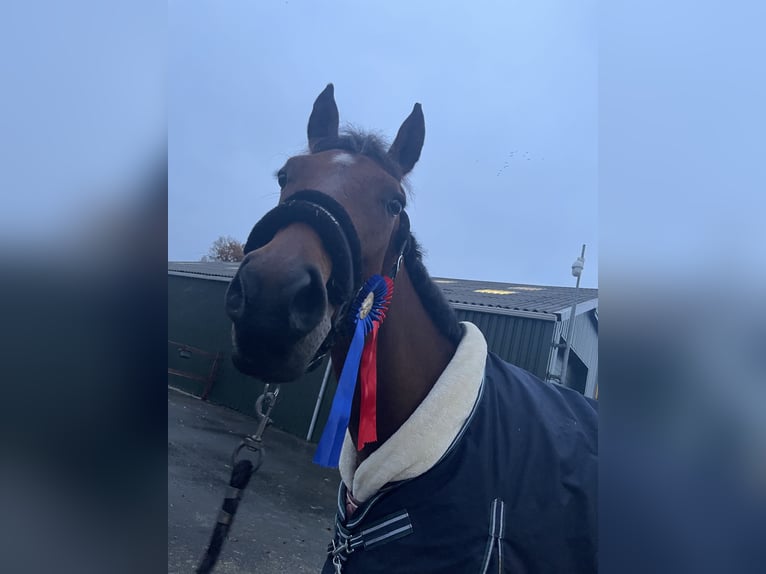 American Quarter Horse Merrie 8 Jaar 160 cm Bruin in Midwolde