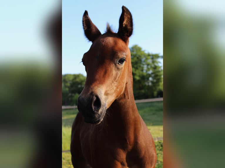 American Quarter Horse Merrie 8 Jaar 160 cm Bruin in Midwolde