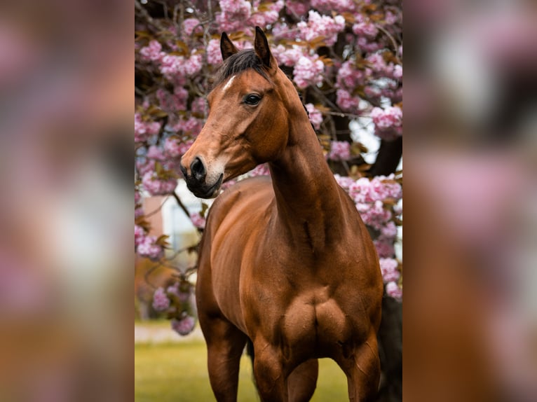 American Quarter Horse Merrie 8 Jaar 160 cm Bruin in Midwolde