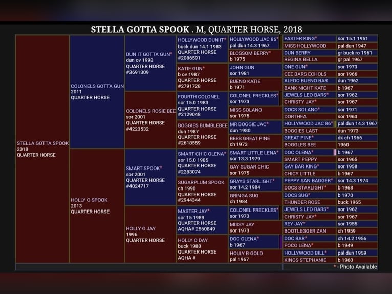 American Quarter Horse Merrie 8 Jaar 160 cm Bruin in Hundsangen