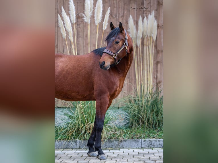 American Quarter Horse Merrie 8 Jaar 160 cm Bruin in Hundsangen