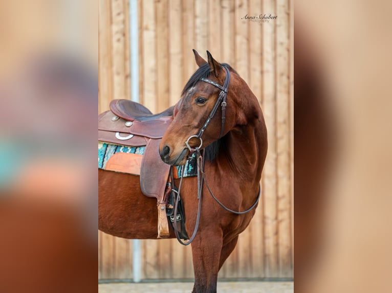 American Quarter Horse Merrie 8 Jaar 160 cm Bruin in Hundsangen