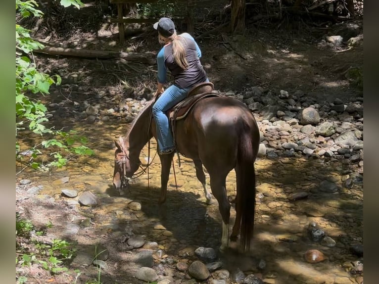 American Quarter Horse Merrie 8 Jaar 160 cm Donkere-vos in Bitterwater CA