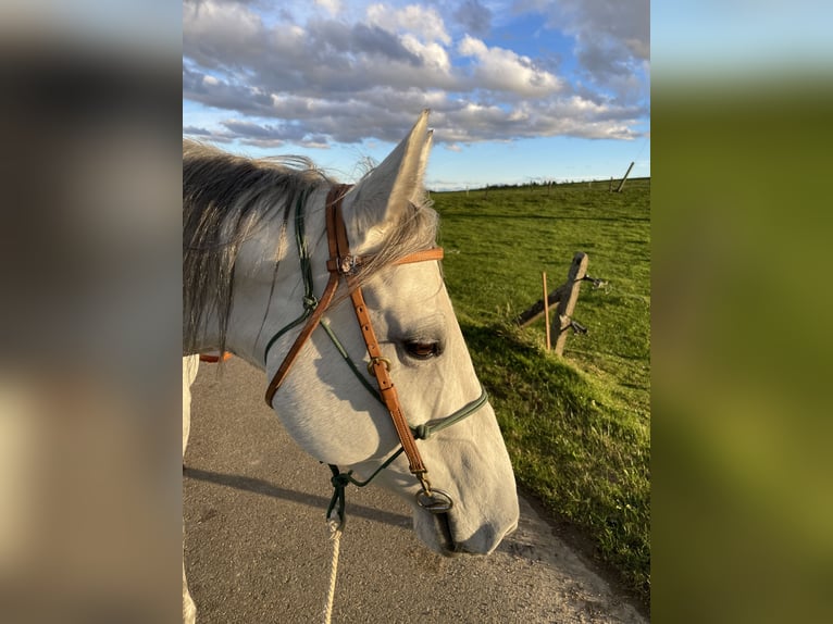 American Quarter Horse Merrie 8 Jaar 160 cm kan schimmel zijn in Schaffhausen
