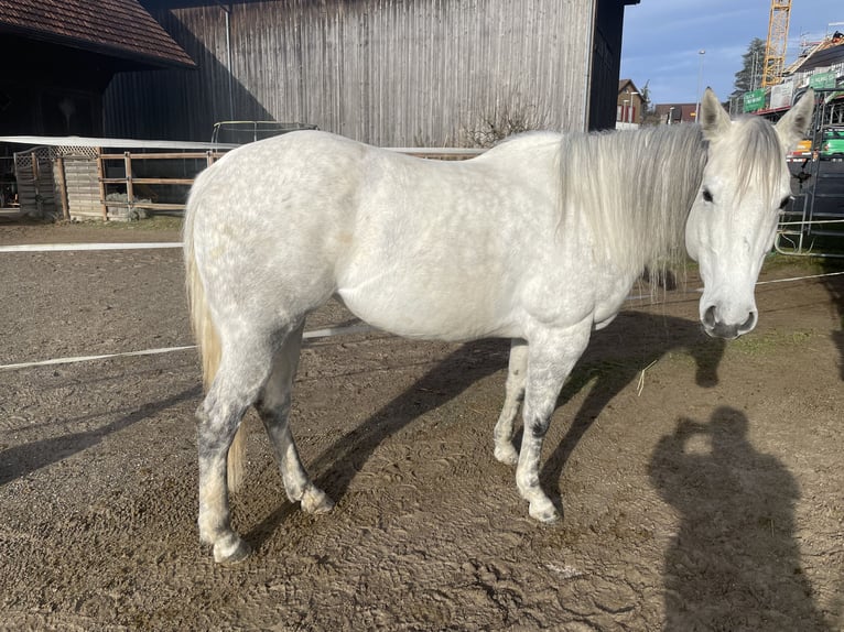 American Quarter Horse Merrie 8 Jaar 160 cm kan schimmel zijn in Schaffhausen